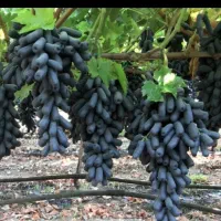 فروش نهال انگور موندراپ درجه یک