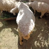 گوسفند ماده جری