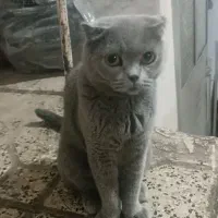2 قلاده اسکاتیش نر ماده