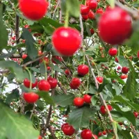 باغ2-هزارمتری-با-سند