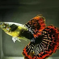 ماهی گوپی شهرضا