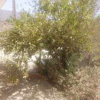 منزل-دربست-500-متر