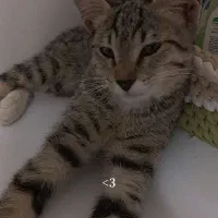 گربهdsh
