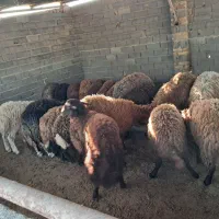 گوسفند بره نرپرواری
