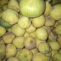 انجیر شیرین