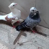 کبوتر