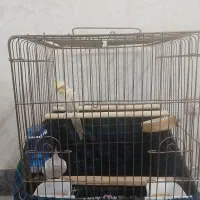 عروس هلندی|پرنده|مشکین‌دشت, |دیوار