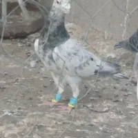کفتر