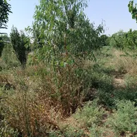 باغ میوه مثمر ، درختان 5ساله|فروش دفتر صنعتی، کشاورزی، تجاری|تهران, شریف‌آباد|دیوار