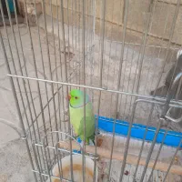 طوطی ملنکو