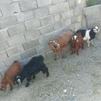 بز وبزغاله