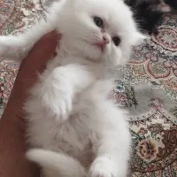 بچه گربه