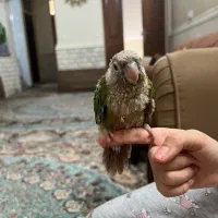 جوجه گرینچیک