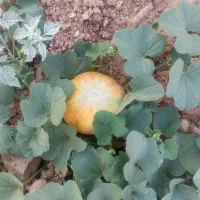 گرگه