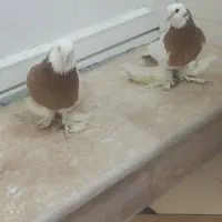 طوقی زرد خال سیاه