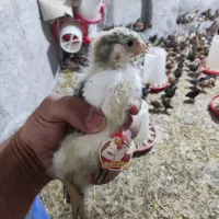 جوجه گلپایگان ۳۰ روزه