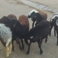 گوسفند