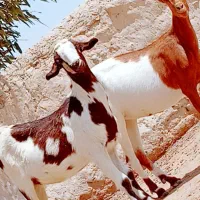 جفت مری ابست دوقلوزا .