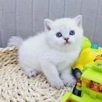 گربه های اصیل دارای قوی ترین ژن