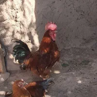 خروس محلی