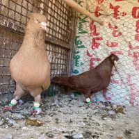 کبوتر|پرنده|بوئین زهرا, |دیوار