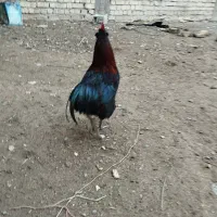 مرغ و خروس گلین