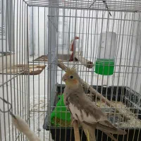 عروس هلندی