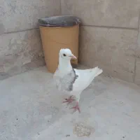 جوجه کلفه