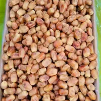عرضه و تامین خرما زاهدی درجه یک