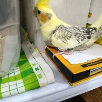 عروس هلندی سرلاکی