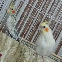عروس هلندی سرحال بازیگوش