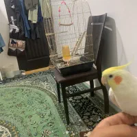 عروس هلندی