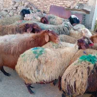 ۲۳راس میش جوان آبستن