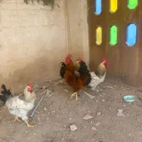 خروس محلی سالم گوشتی