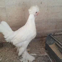 مرغ سلطان