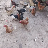 خروس|حیوانات مزرعه|مشهد, چهاربرج|دیوار