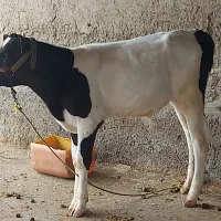 گوساله نر
