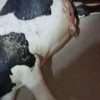 لش گاو نر 200 کیلو وزن