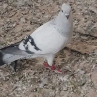 کبوتر فروشی