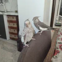 فروش دوعدد عروس هلندی