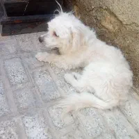 سگ شیتزو