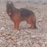 فروش