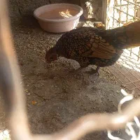 تخم نطفه دار سبرایت