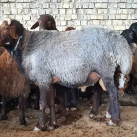 قوچ و بز نر
