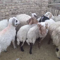 بره شیشک برادیگ نذری بردسیر ۶۸۰