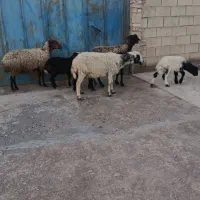 میش و بره افشاری