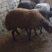 قوچ