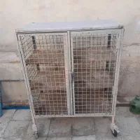 جفت کنی کفتر یاکبوتر