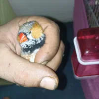 کفتر شیرازی جوجه مرغ برهما جوجه سلطان فنچ