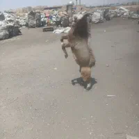 بز نر با مادر